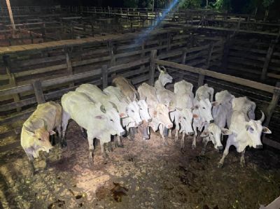 Cavalaria recupera 11 cabeas de gado transportadas sem documentos