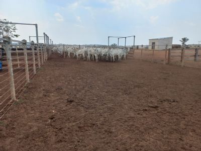 Polcia Civil recupera 105 cabeas de gado subtradas de fazenda em Itanhang