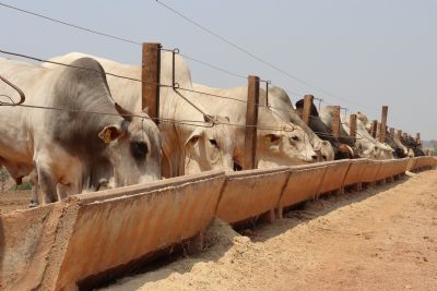 Exportao de carne bovina para a China estimula os preos da pecuria