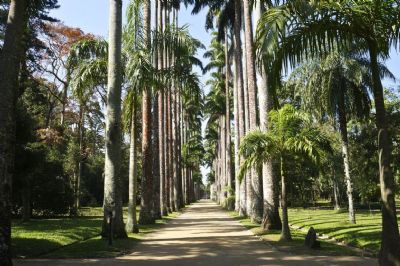 Arboreto do Jardim Botnico do Rio muda funcionamento no inverno