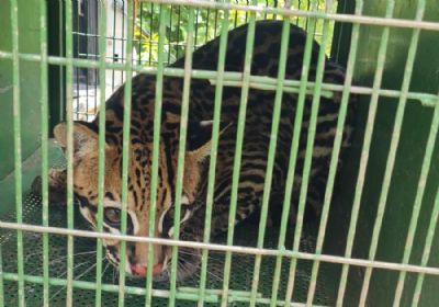 Sema devolve jaguatirica  natureza aps seis meses de tratamento veterinrio
