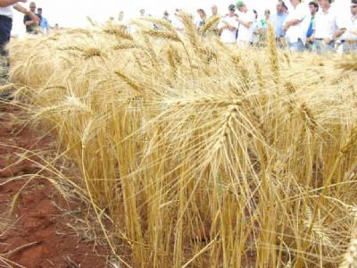 Jornal Valor Econmico destaca pesquisa da Empaer com a cultura do trigo
