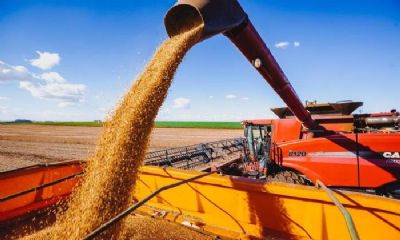 21% da rea de soja est semeada na safra 2019/20, diz AgRural