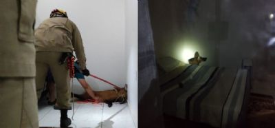 Vdeo | Lobo-guar  resgatado dentro de residncia em Lucas do Rio Verde