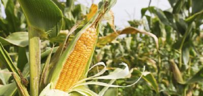 Safra de milho deve ter novo recorde em MT