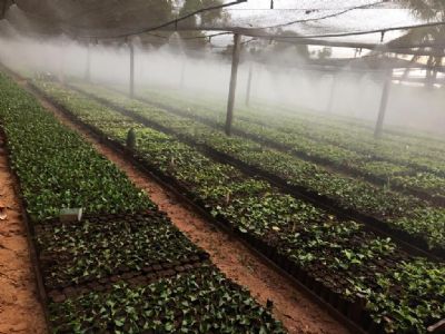 MT investir R$ 5 milhes em programa para alavancar cultivo do caf
