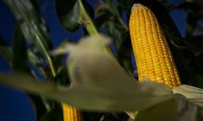 Comisso do Senado aprova retirada da cobrana de Pis/Cofins sobre derivados de milho