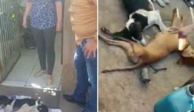 <Font color=Orange>Vídeo</font color>  | Homem mata cadela prenha enquanto dava à luz; filhotes morreram