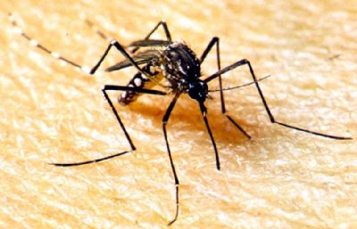 Semana D contra dengue em Mato Grosso ser de 18 a 30 de maro