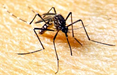Campanha de conscientizao contra dengue em Mato Grosso comea nesta semana