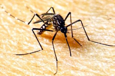 Secretaria emite alerta sobre variao grave do vrus da dengue em Mato Grosso