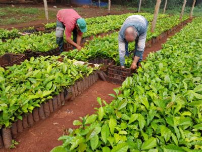 Mudas de caf so distribudas para agricultores em Tangar da Serra