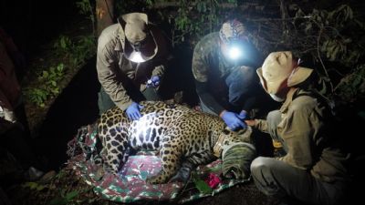 Ona-pintada recebe colar de monitoramento para pesquisa no Pantanal