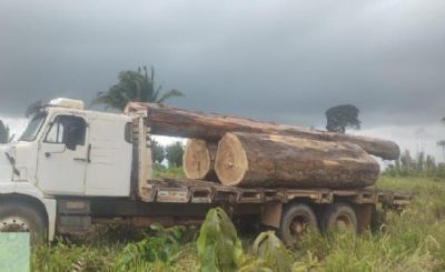Cerca de 11 mil m de madeira extrada em rea de conservao  apreendida pela Polcia Civil