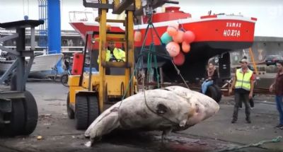 Portugueses encontram o maior peixe sseo j registrado pela cincia