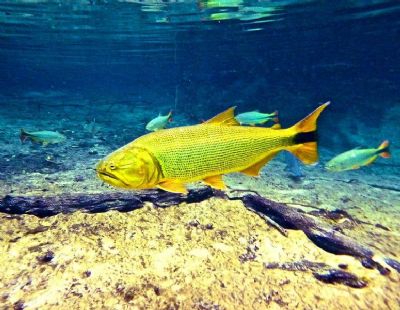 Pesca do dourado segue proibida em Mato Grosso