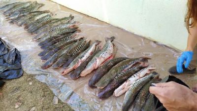 100 kg de pescado apreendido