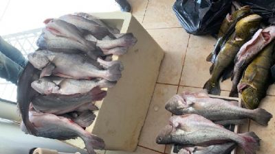 Dez pessoas so presas com 373 kg de pescado fora da medida