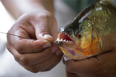 Estado busca solues para ataques de piranhas no Lago do Manso