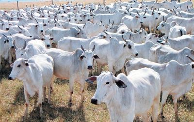 Aps caso de vaca louca em MT, Brasil suspende exportaes de carne bovina para China