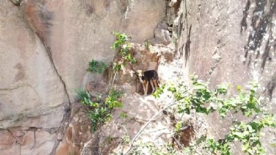 Vdeo | Cadela  resgatada em serra de 50 metros de altura