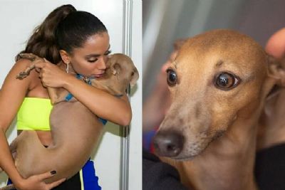 Cachorro de Anitta sofre ameaas nas redes sociais e Luisa Mell se revolta