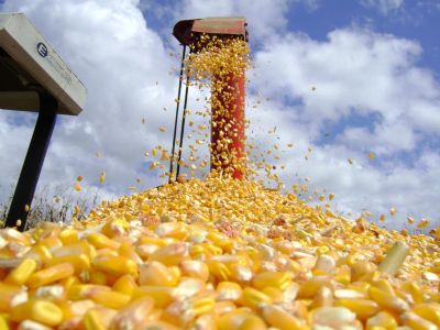 Exportaes de milho em Mato Grosso representam 52% do total nacional