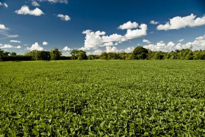 Aprosoja-MT realiza Seminrio Carbono na Agricultura