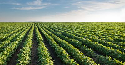 Soja: Agricultura publica portarias com regras para zoneamento climtico