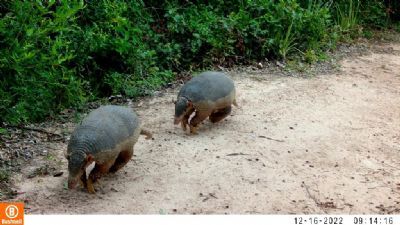 Vdeo | Tatus-canastra resistem  ameaa de extino e so vistos durante o dia no Pantanal