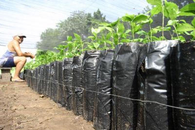 Tcnicos da Empaer iniciam coleta de sementes para produo de mudas de espcies nativas