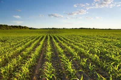 Agricultura estima VBP de 2020 de R$ 742,4 bilhes, 10% maior ante 2019