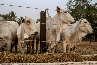 Golpe dos 'corretores de gado' tem aumentado na regio rural