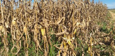 Excesso de umidade aumenta riscos de fungos em plantao do milho