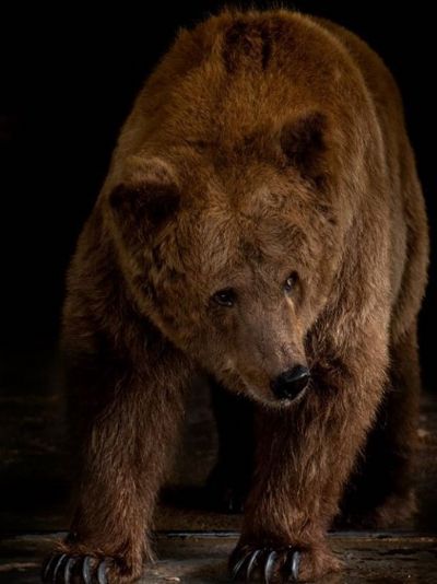 Morre Rowena, ursa que ficou conhecida como 'a mais triste do mundo'