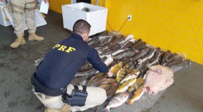 Mais de 289 kg de pescado so apreendidos em nibus