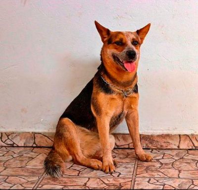 Com apoio da cavalaria da PM, cachorra desaparecida  resgatada