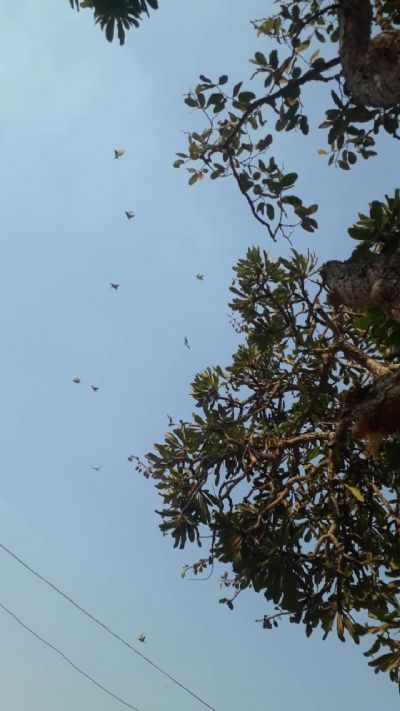 Distrito da Guia  tomado por fogo e gafanhotos que destroem rvores frutferas