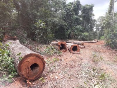 Trabalho integrado descobre rea com explorao ilegal de madeira em Feliz Natal