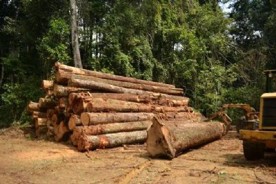 Ibama suspende emisso de Documento de Origem Florestal para MT a partir de segunda