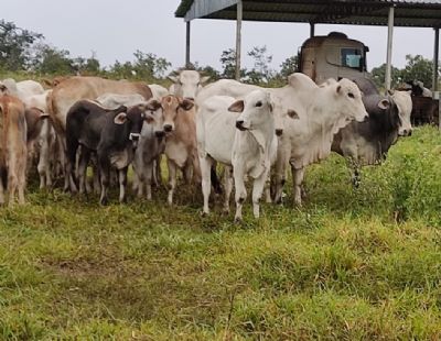 Polcia Civil recupera gado e veculo roubado de fazenda