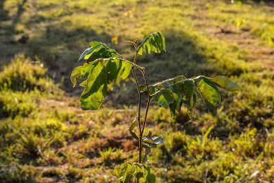 Mais de 11 mil mudas de rvores sero plantadas em homenagem s vtimas da covid-19