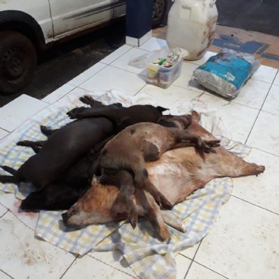 Ladres abatem 13 porcos e frangos durante assalto em stio