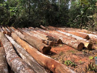 Trs so presos por extrao ilegal de madeira que seria vendida por R$ 20 mil