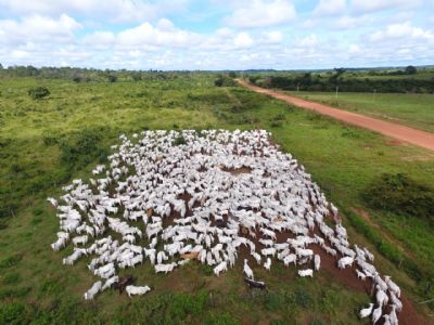 Fazendeiros tero que retirar 70 mil cabeas de gado de Terra Indgena em 45 dias