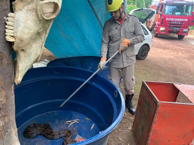 Vdeo | Cobra de 1,5 metro entra em caixa dgua no quintal de morador