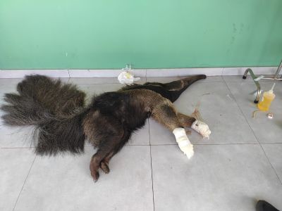 Tamandu-bandeira e filhote so resgatados aps atropelamento em rodovia
