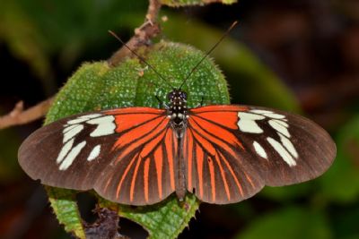 Inventrio de borboletas do Cristalino  o maior registrado no Brasil