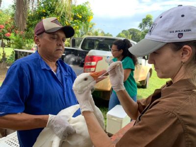 Indea colhe mais de trs mil amostras para acompanhar sanidade de aves em Mato Grosso