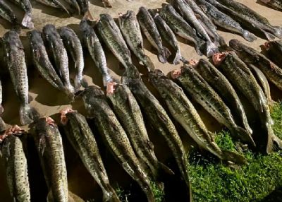Sema apreende 205 quilos de pescado em Baro de Melgao das espcies pintado, cachara, pacu e dourado